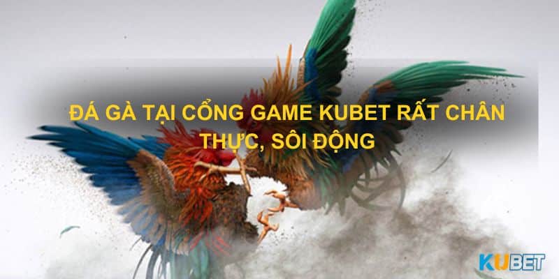 Đá gà tại cổng game Kubet rất chân thực, sôi động