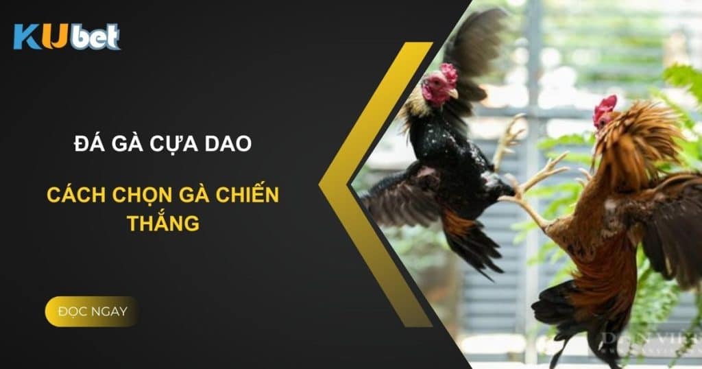 Cách chọn gà chiến thắng trong đá gà cựa dao tại Kubet - Thắng lớn mỗi ngày