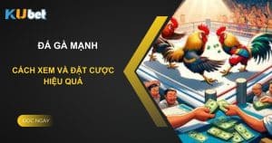 Cách xem và đặt cược đá gà mạnh hiệu quả trên Kubet