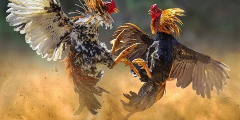 Hướng dẫn cá cược đá gà hiệu quả