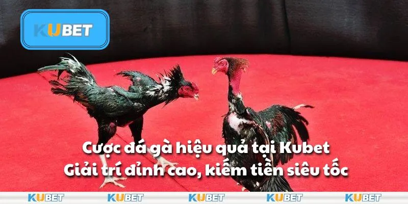Cược đá gà hiệu quả tại Kubet: Giải trí đỉnh cao, kiếm tiền siêu tốc